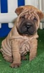 pic for Cachorro Shar-pei